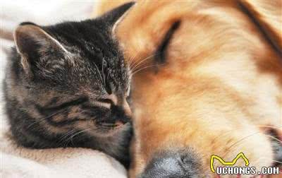 神犬乔巴:7种让狗狗肥胖的原因