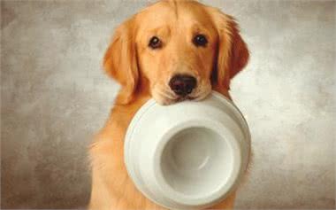 神犬乔巴:7种让狗狗肥胖的原因