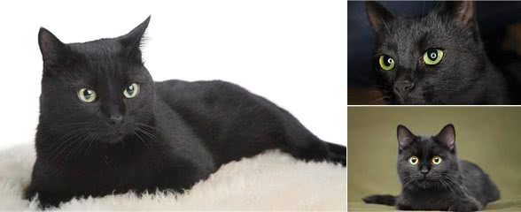 全黑的猫还是比较少见的，养黑猫有什么说法