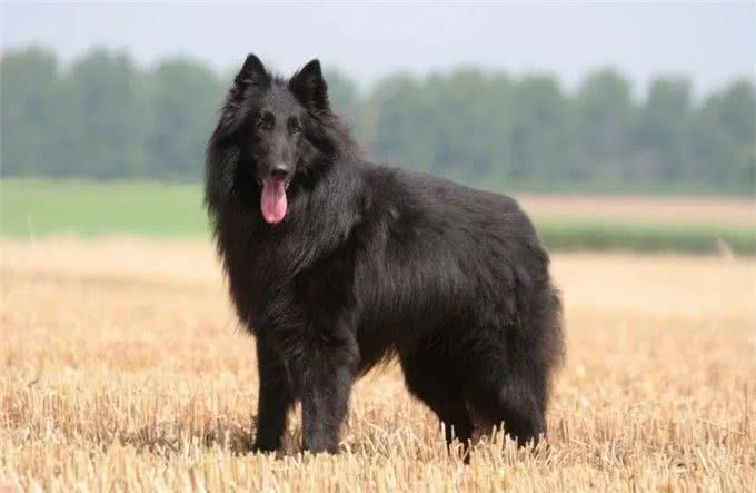 宠物世界中的梅西，比利时牧羊犬号称犬类中的高智商劳模