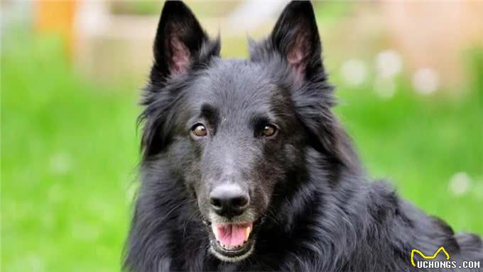 宠物世界中的梅西，比利时牧羊犬号称犬类中的高智商劳模
