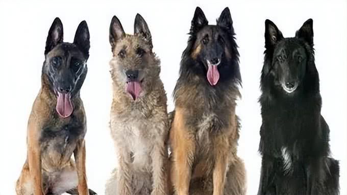 宠物世界中的梅西，比利时牧羊犬号称犬类中的高智商劳模