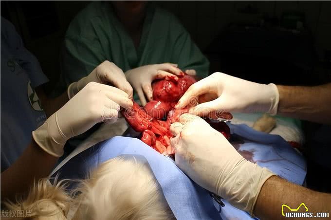 宠物世界中的梅西，比利时牧羊犬号称犬类中的高智商劳模