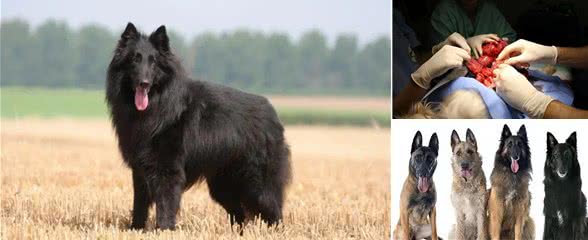 宠物世界中的梅西,比利时牧羊犬号称犬类中的高智商劳模