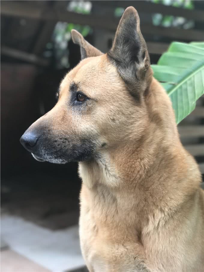 你养的狗，已经暴露了你的性格，你觉得准吗?