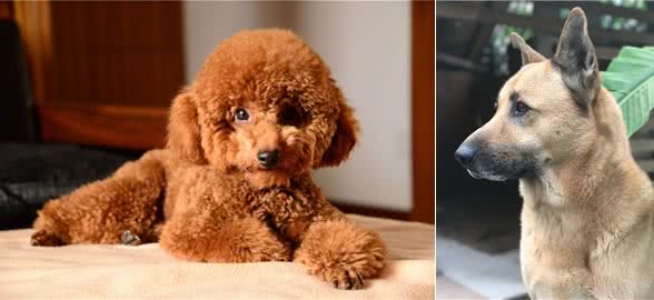 你养的狗，已经暴露了你的性格，你觉得准吗?