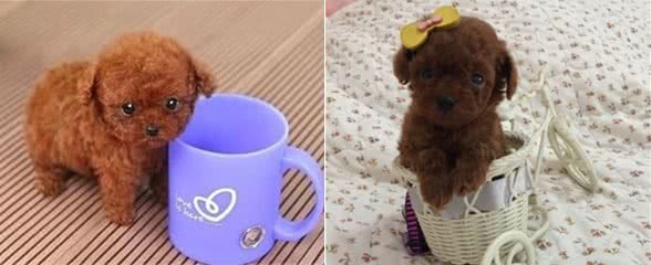 茶杯贵宾犬真的可以被放进茶杯里吗?