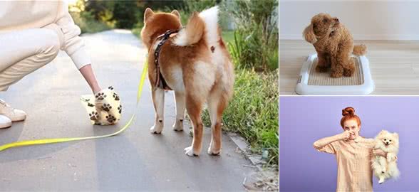 狗狗大便异常:3种疾病警报与改善方法