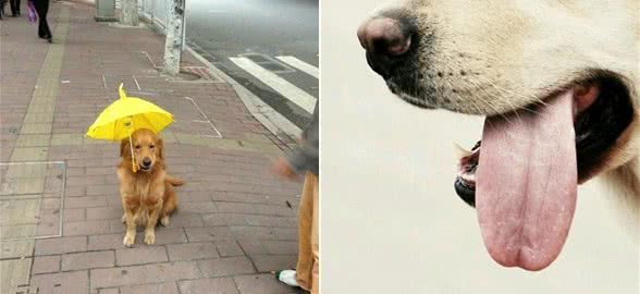 别光给自己摸防晒霜，狗狗夏天也是需要防晒的