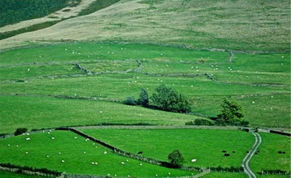 智商排名第一的边牧其实就是个放羊的