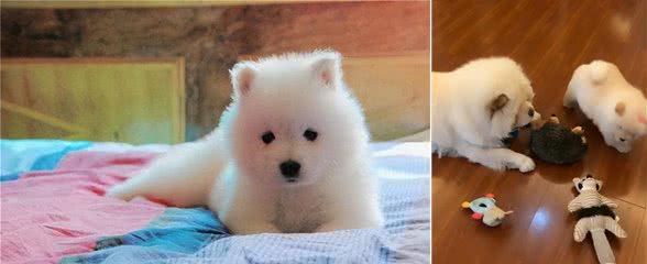 刚到家的小狗乱叫乱跑怎么办，驯服小萌宠，技巧看过来!