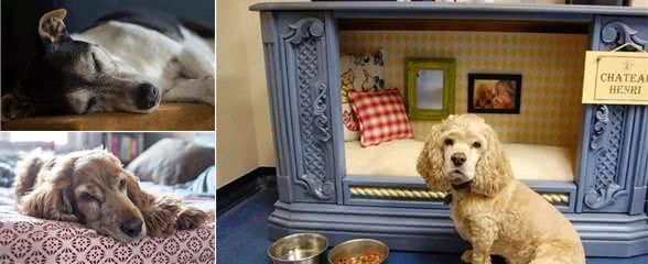 老年狗出现这3种现象，可能说明时间不多了，主人尽量陪陪它吧