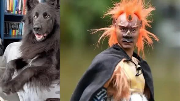 挑战全网最会撩人小狗!它是怎么做到又帅又御又撩人的?