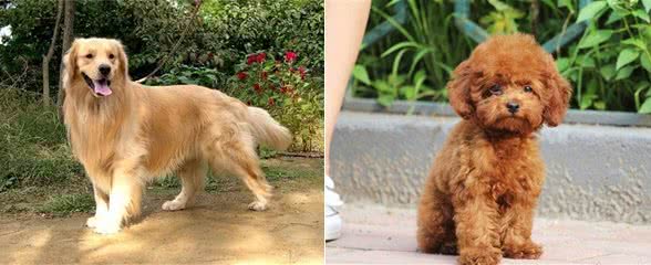 狗狗体型不同,喂养方面大有差异,狗粮选择有讲究