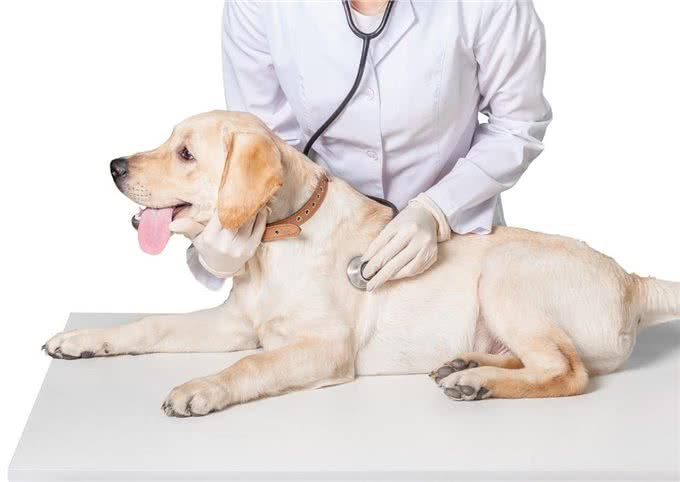 减短狗狗寿命的7种生活日常，大多数人都在做，你也是吗?