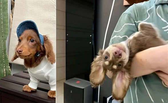 萌宠百科|迪士尼在逃狗狗腊肠犬攻略