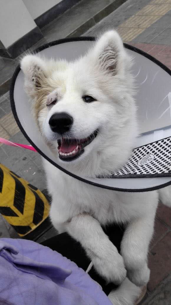 狗狗应疾病导致失明,主人3年不离不弃,原做你的眼睛陪伴一生