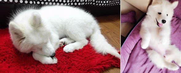 狗狗应疾病导致失明,主人3年不离不弃,原做你的眼睛陪伴一生