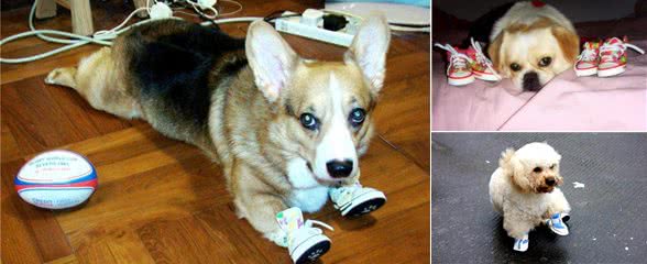 狗到底要不要穿鞋子?看看专家怎么说?