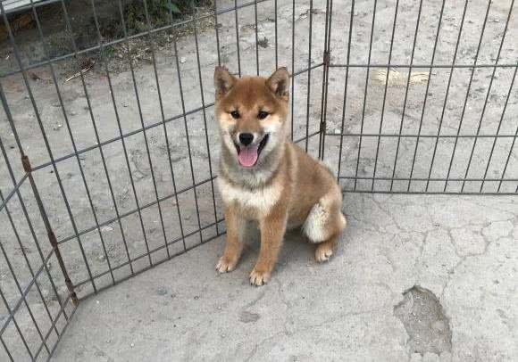 柴犬被主人设计了,一块肉就让它失去了自由,狗:吃肉的惩罚