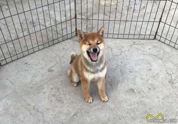 柴犬被主人设计了,一块肉就让它失去了自由,狗:吃肉的惩罚