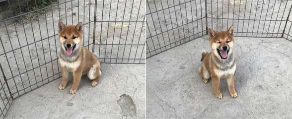 柴犬被主人设计了,一块肉就让它失去了自由,狗:吃肉的惩罚