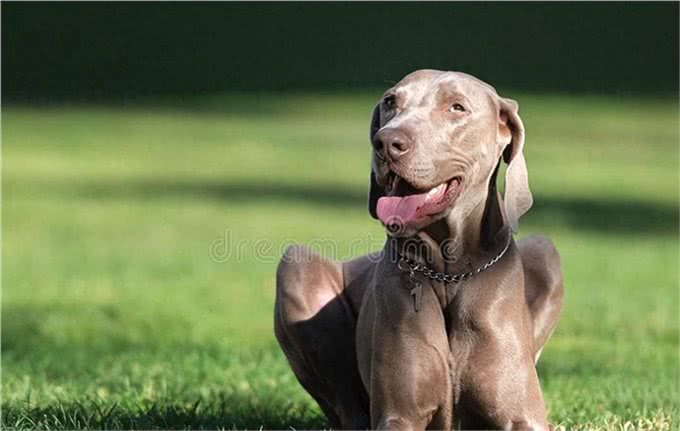 善于狩猎的威玛猎犬，你了解多少呢?