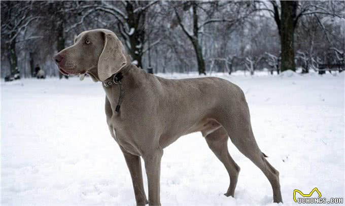 善于狩猎的威玛猎犬，你了解多少呢?