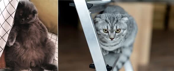 辟谣!几乎每只折耳猫都会有骨骼病变!只是有严重和轻微的区别