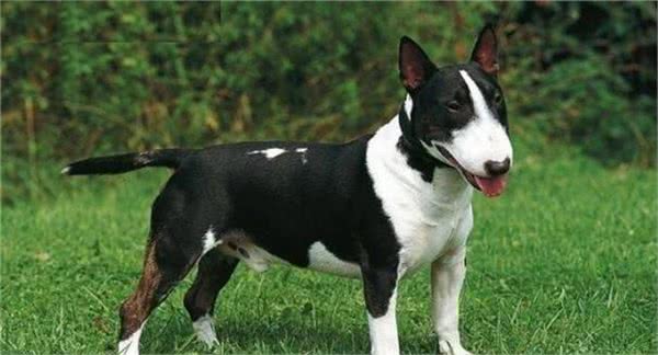 牛头梗自带喜感，也给你带来喜悦，你见到一定会喜欢