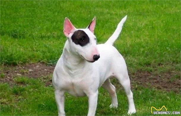 牛头梗自带喜感，也给你带来喜悦，你见到一定会喜欢