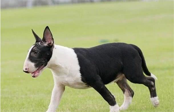 牛头梗自带喜感，也给你带来喜悦，你见到一定会喜欢