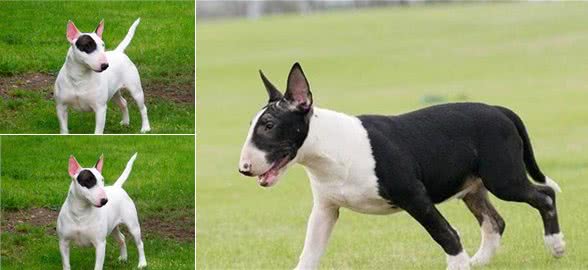 牛头梗自带喜感，也给你带来喜悦，你见到一定会喜欢