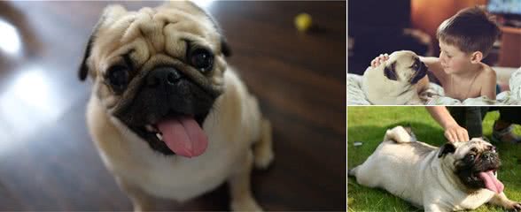 主人常摸巴哥犬的这几个部位，它会越爱你