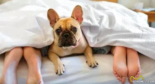 狗狗随地大小便?训练狗狗在指定的地点上厕所!