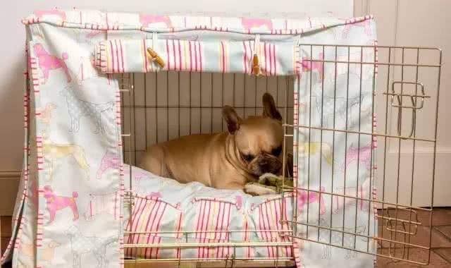 狗狗随地大小便?训练狗狗在指定的地点上厕所!