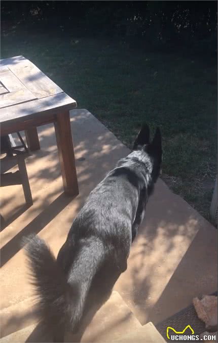 主人让狗去带弟弟回家，德牧：知道了，10多秒后拖着它项圈回家