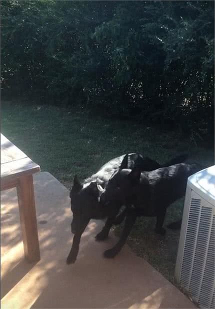 主人让狗去带弟弟回家，德牧：知道了，10多秒后拖着它项圈回家