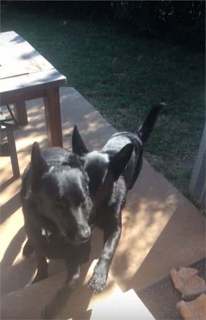 主人让狗去带弟弟回家，德牧：知道了，10多秒后拖着它项圈回家