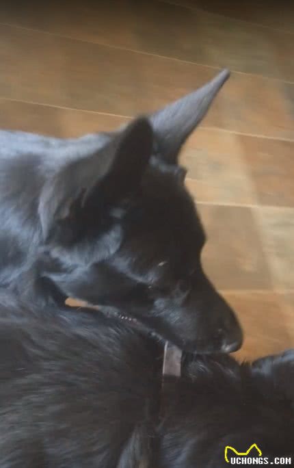 主人让狗去带弟弟回家，德牧：知道了，10多秒后拖着它项圈回家