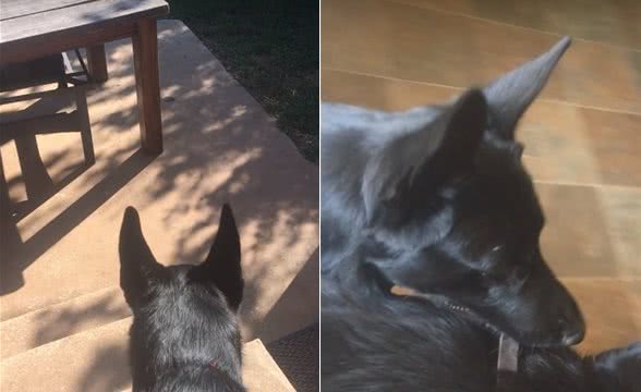 主人让狗去带弟弟回家，德牧：知道了，10多秒后拖着它项圈回家