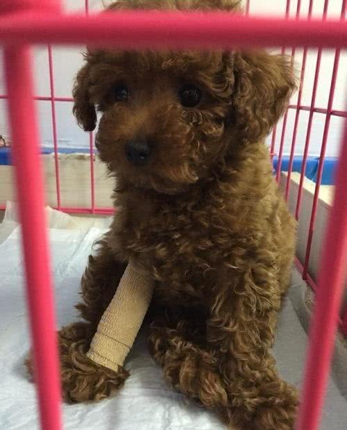 细小不会传染人但对小狗是致命的，预防细小让狗长寿的8个建议