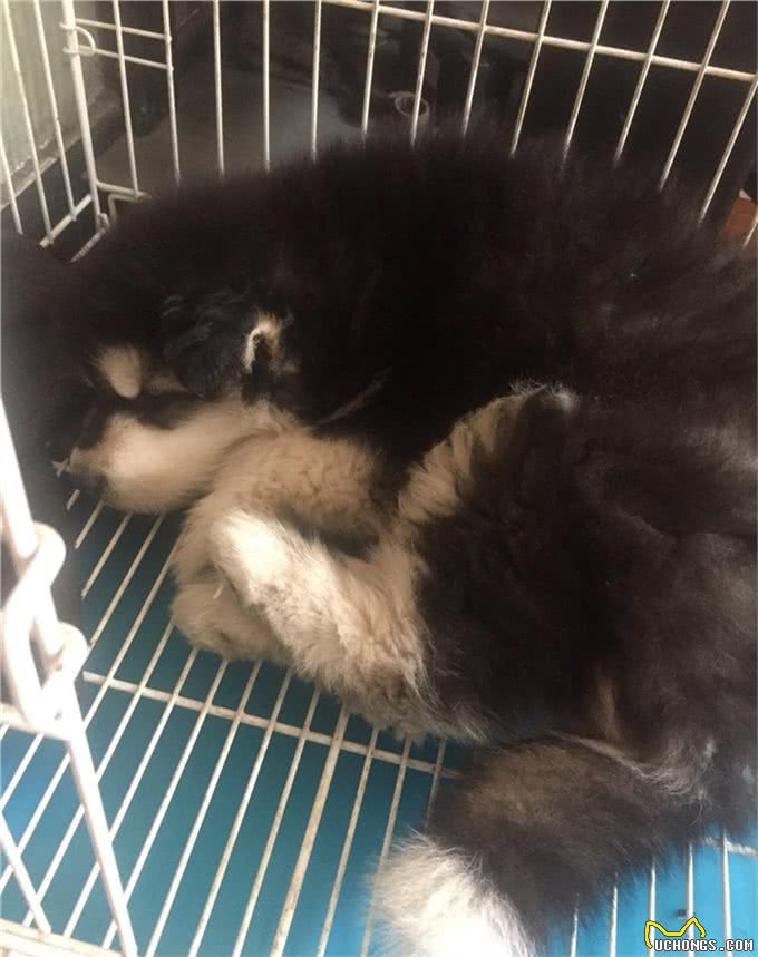 细小不会传染人但对小狗是致命的，预防细小让狗长寿的8个建议