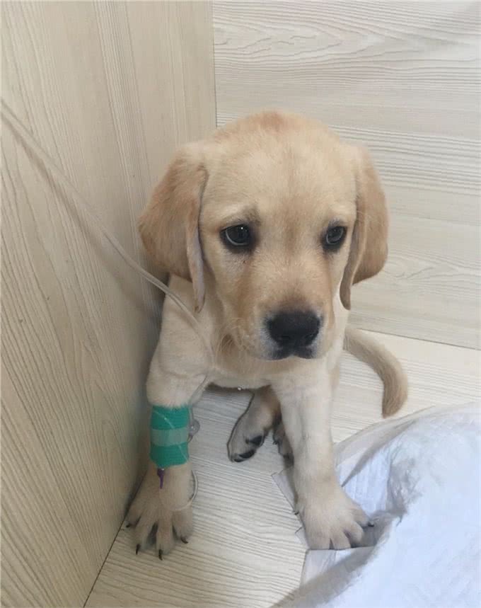 细小不会传染人但对小狗是致命的，预防细小让狗长寿的8个建议