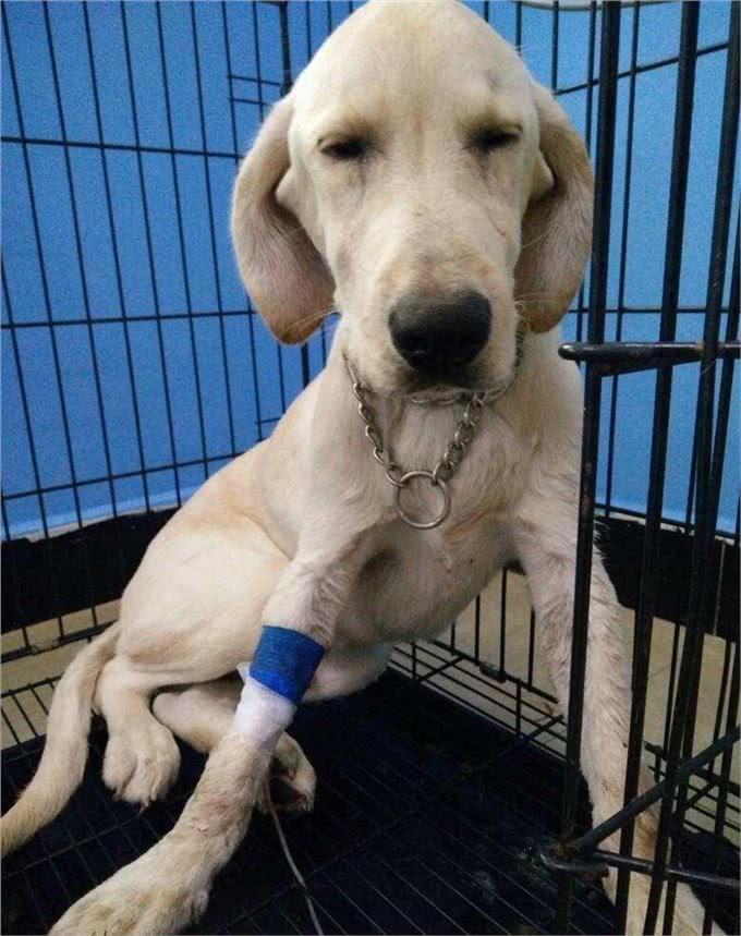 细小不会传染人但对小狗是致命的，预防细小让狗长寿的8个建议