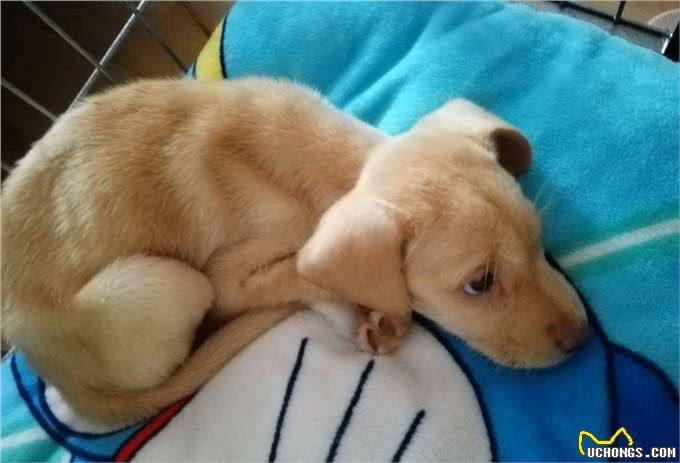 细小不会传染人但对小狗是致命的，预防细小让狗长寿的8个建议