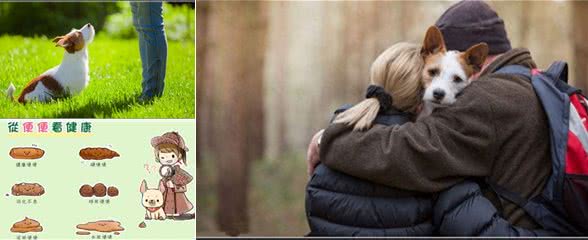 狗狗粑粑的颜色、形状、气味，作为铲屎官的你了解多少?