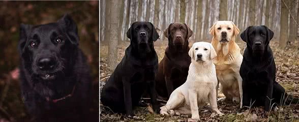 拉布拉多颜色这么多，为什么不建议养黑色的?
