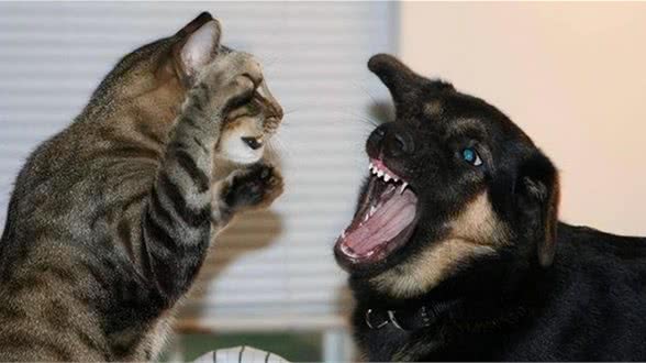 猫狗为啥一见面就要打架,终于真相了!