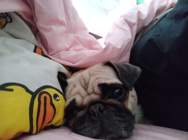 怎么判断狗狗的智商?高智商的狗会做下面5件事，你家的有吗?